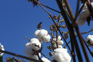 Basic knowledge of cotton