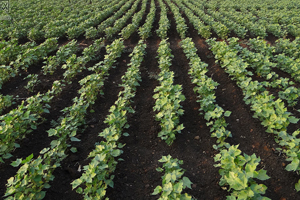 Which cotton seeds are not suitable for planting